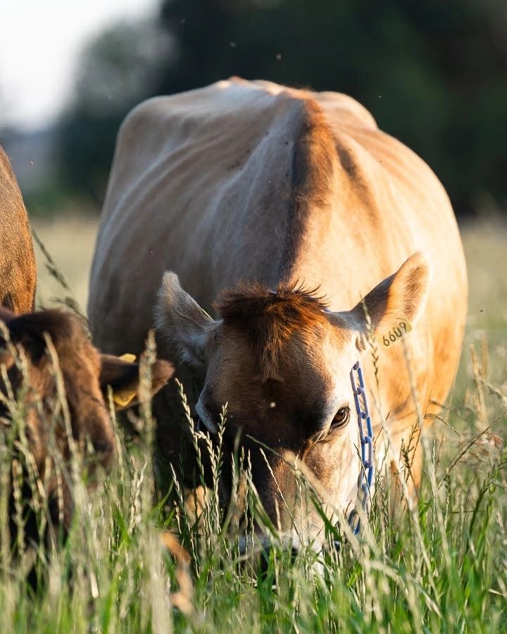 Vacas Jersey en libre pastoreo - Dolce Storia